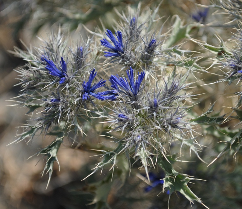 Cardopatum corymbosum / Broteroa