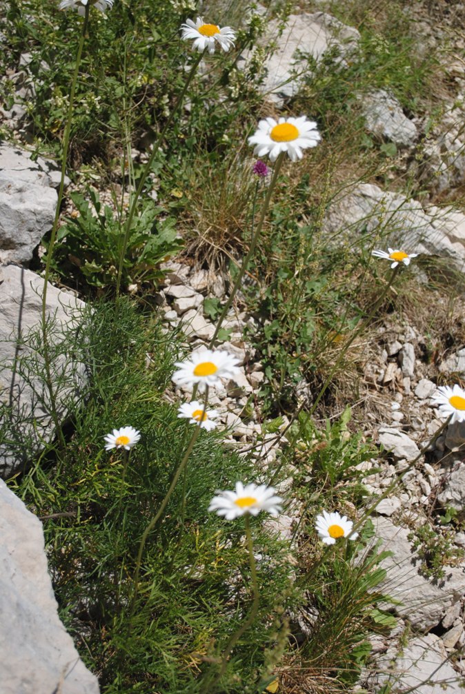 Leucanthemum coronopifolium subsp. tenuifolium