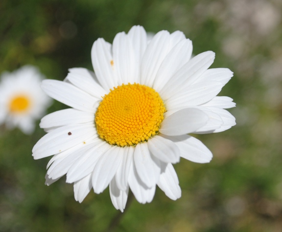 Leucanthemum coronopifolium subsp. tenuifolium