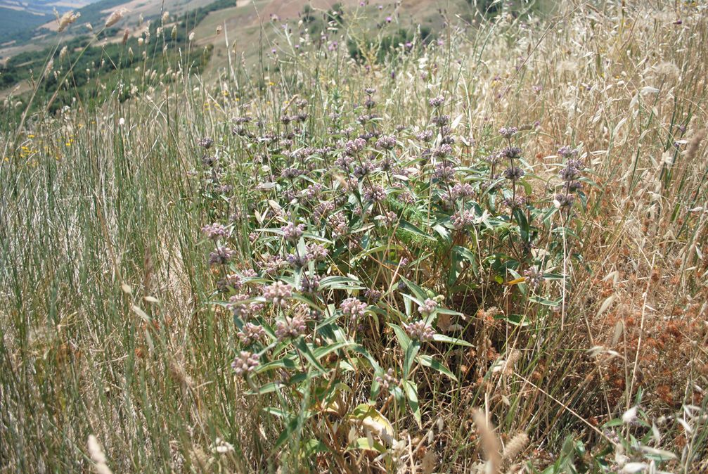 Phlomis herba-venti