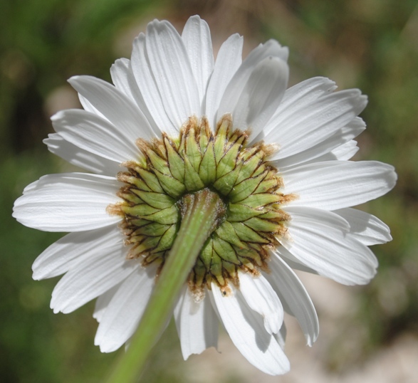 Leucanthemum coronopifolium subsp. tenuifolium