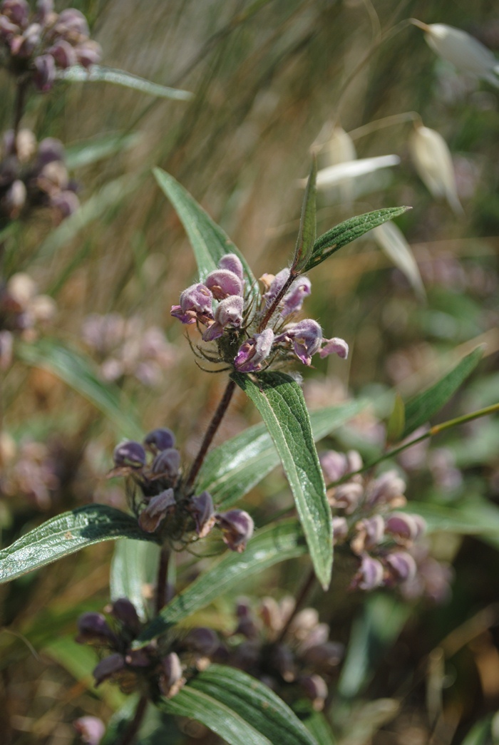 Phlomis herba-venti