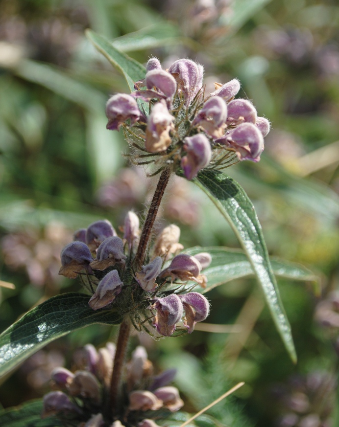 Phlomis herba-venti