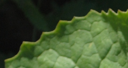 Adenostyles alpina (=Adenostyles glabra) / Cavolaccio verde