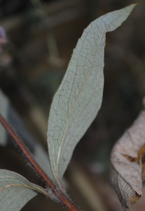 Phlomis herba-venti