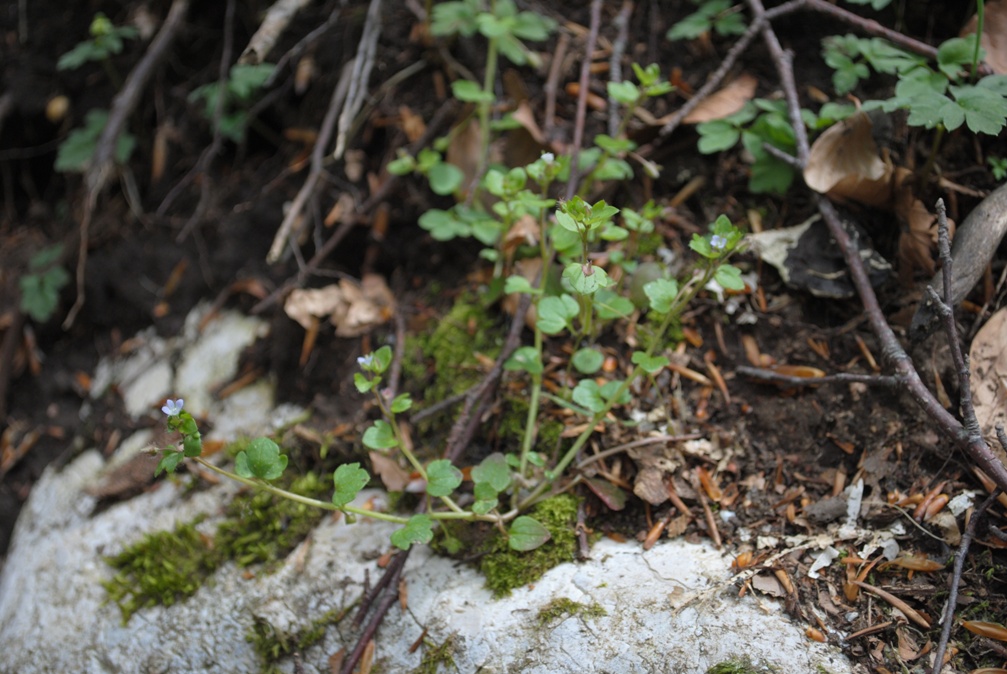 Veronica hederifolia ?