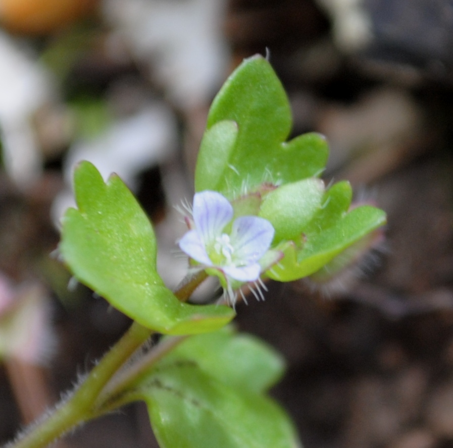 Veronica hederifolia ?