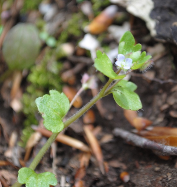 Veronica hederifolia ?