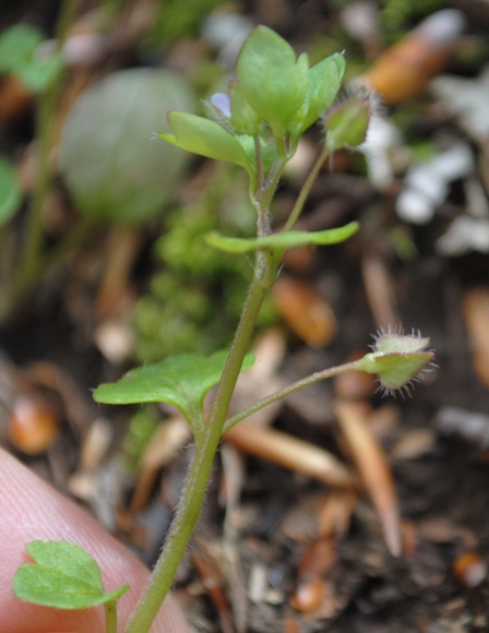 Veronica hederifolia ?