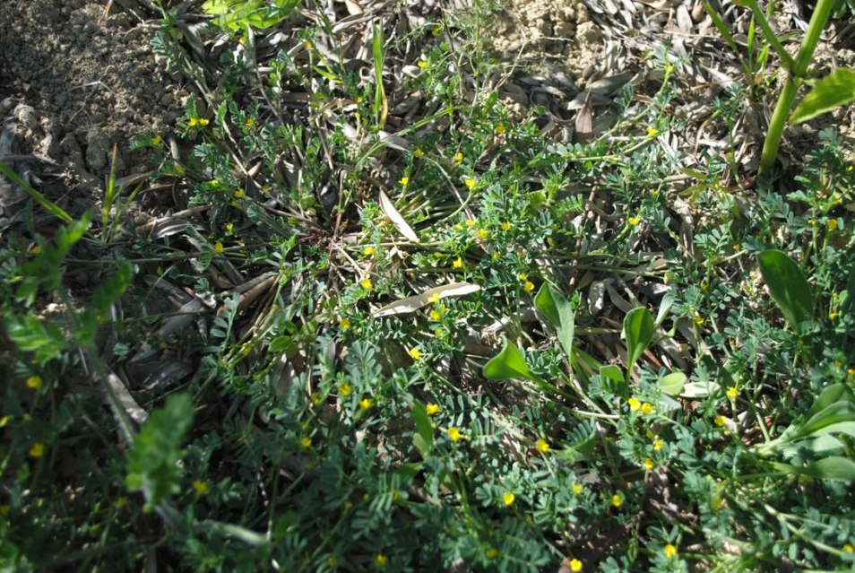 Hippocrepis biflora (=Hippocrepis unisiliquosa) / Sferracavallo minore