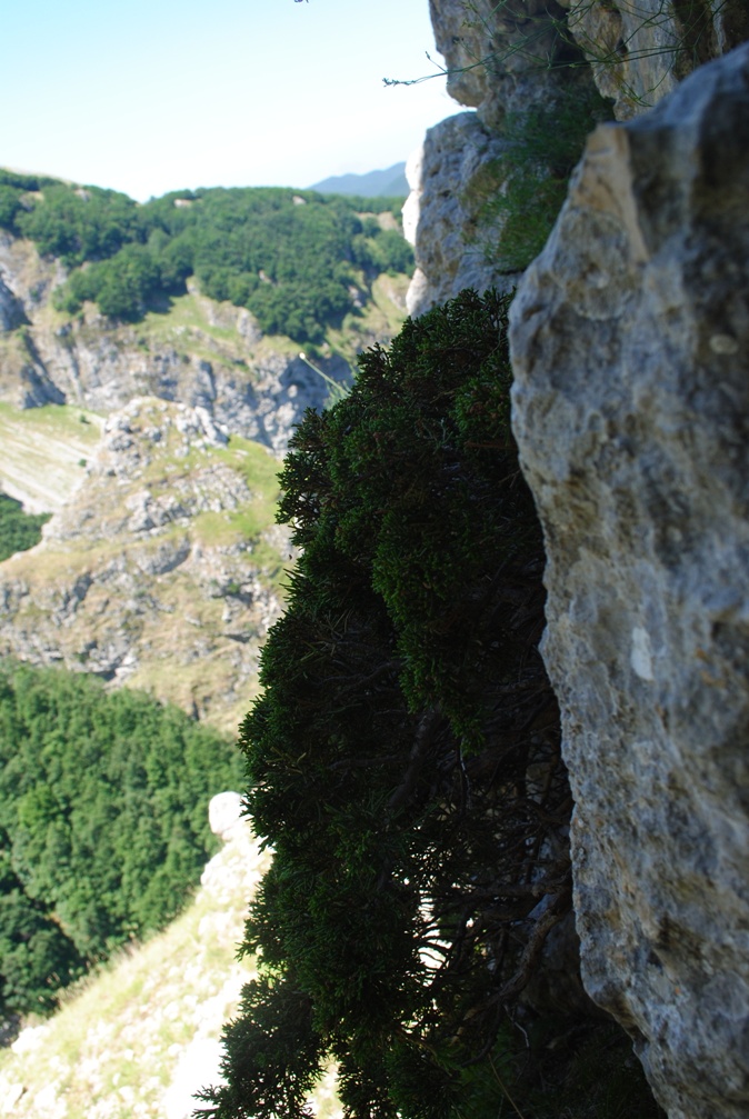 Juniperus sabina