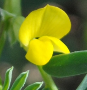 Hippocrepis biflora (=Hippocrepis unisiliquosa) / Sferracavallo minore