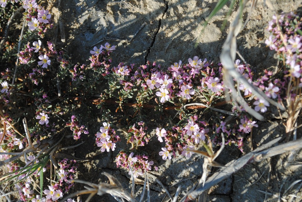 Frankenia hirsuta ?