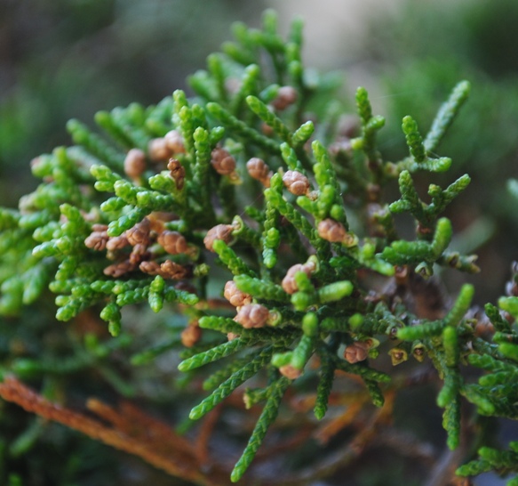 Juniperus sabina