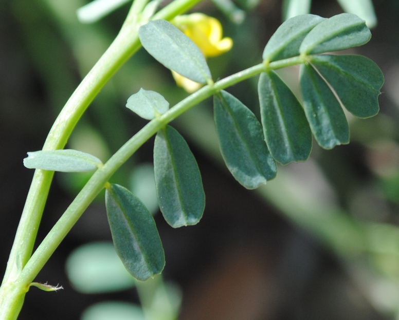 Hippocrepis biflora (=Hippocrepis unisiliquosa) / Sferracavallo minore