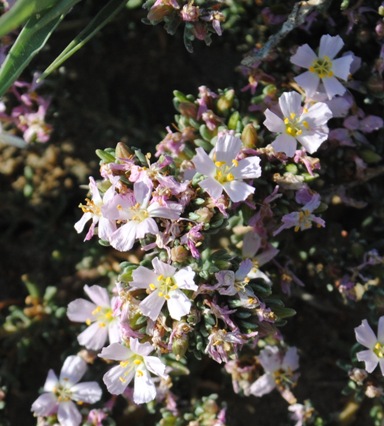 Frankenia hirsuta ?