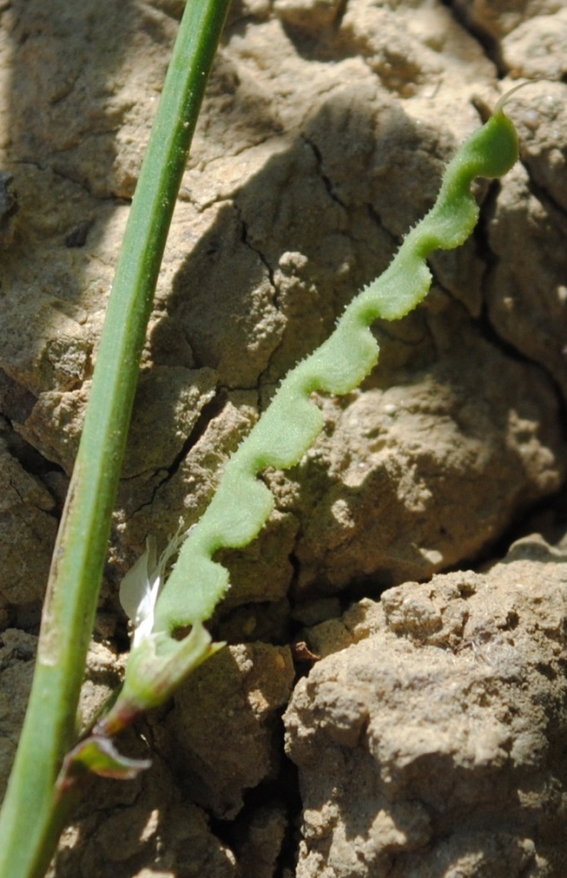 Hippocrepis biflora (=Hippocrepis unisiliquosa) / Sferracavallo minore