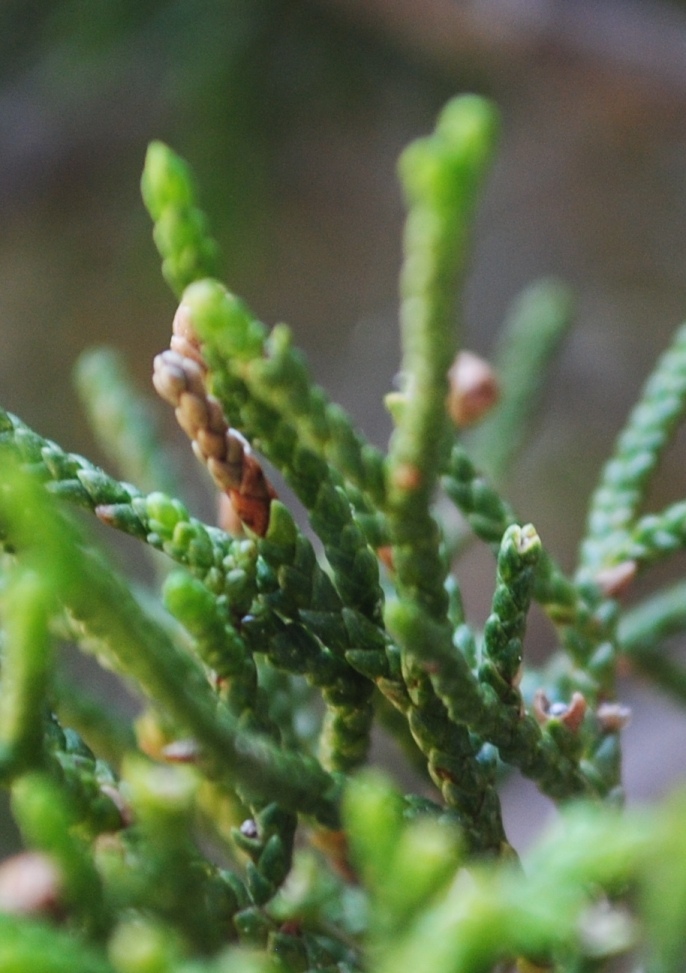 Juniperus sabina