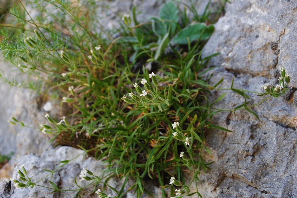 Minuartia graminifolia