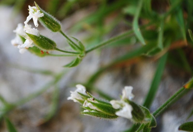 Minuartia graminifolia