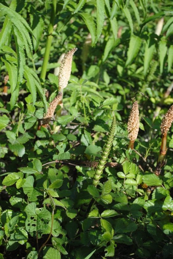 Equisetum telmateja