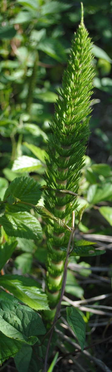 Equisetum telmateja