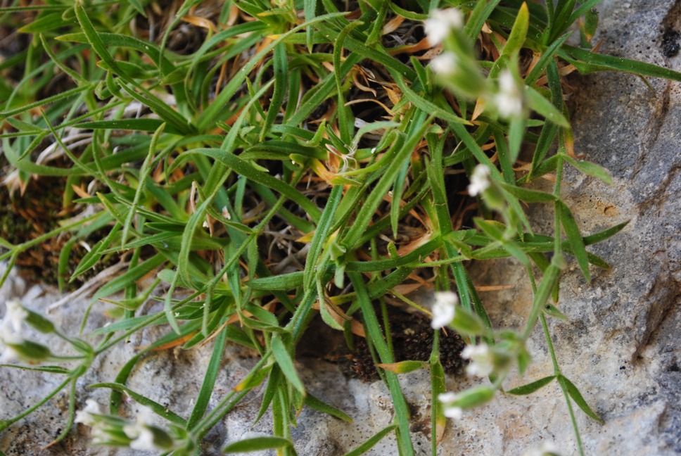 Minuartia graminifolia