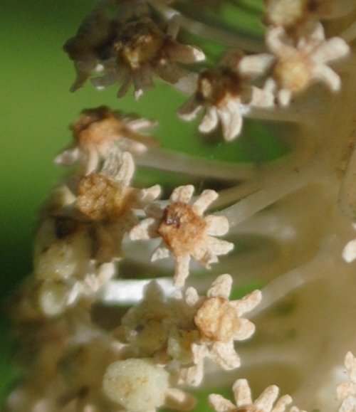 Equisetum telmateja