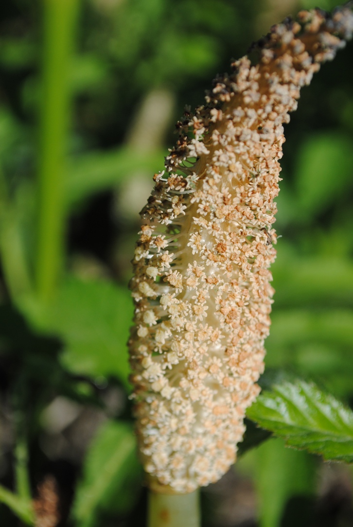 Equisetum telmateja