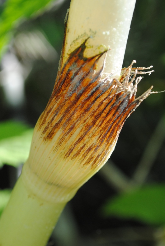 Equisetum telmateja