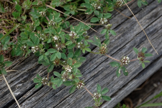 Trifolium? - Trifolium scabrum subsp. lucanicum