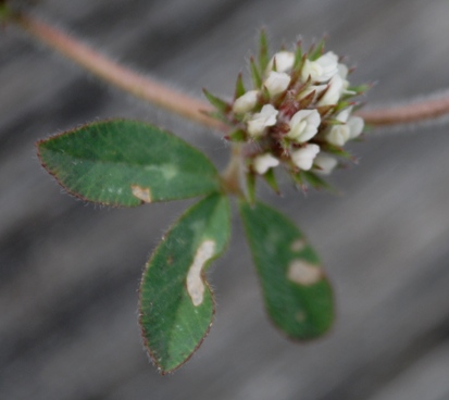 Trifolium? - Trifolium scabrum subsp. lucanicum