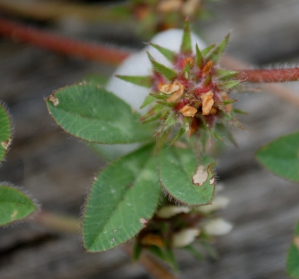 Trifolium? - Trifolium scabrum subsp. lucanicum