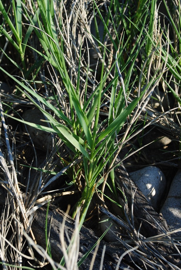 DA DETERMINARE - cfr. Arundo plinii turra