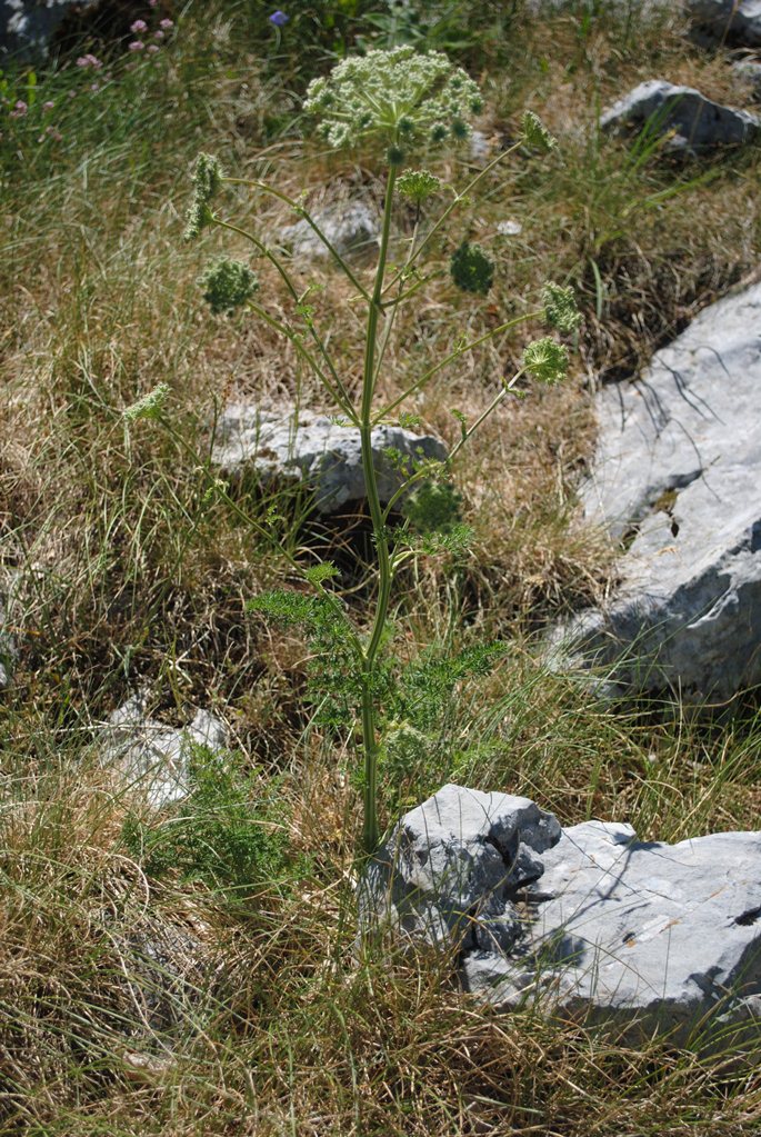 Apiacea - cfr. Seseli libanotis