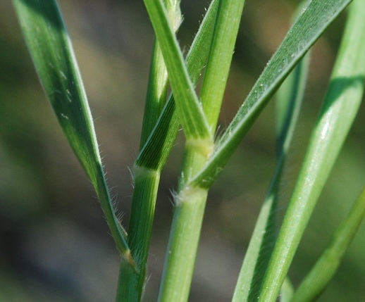 DA DETERMINARE - cfr. Arundo plinii turra