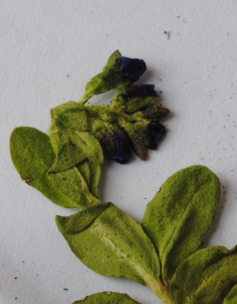 Veronica serpillifolia / Veronica a foglie di serpillo
