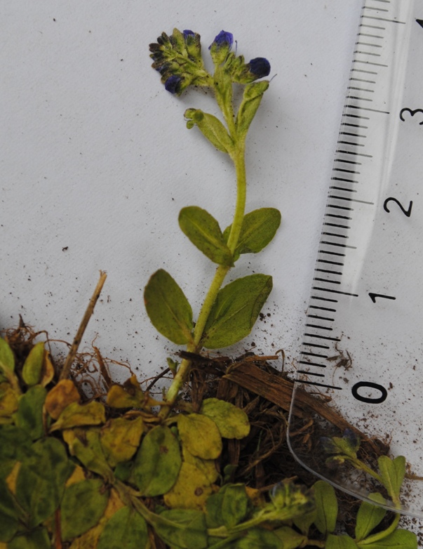 Veronica serpillifolia / Veronica a foglie di serpillo