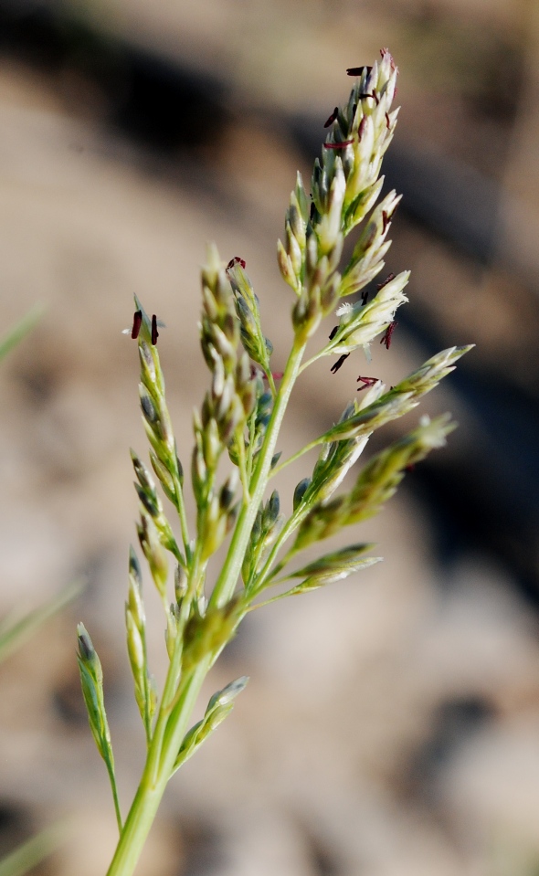 DA DETERMINARE - cfr. Arundo plinii turra