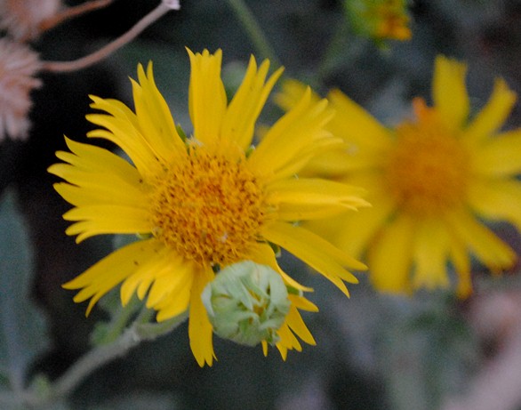 Senecio?