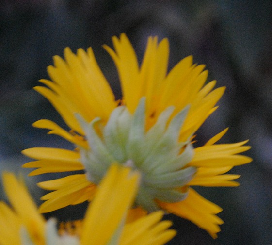 Senecio?