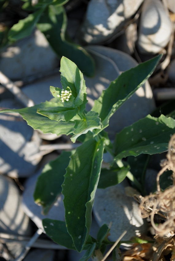 Lepidium draba