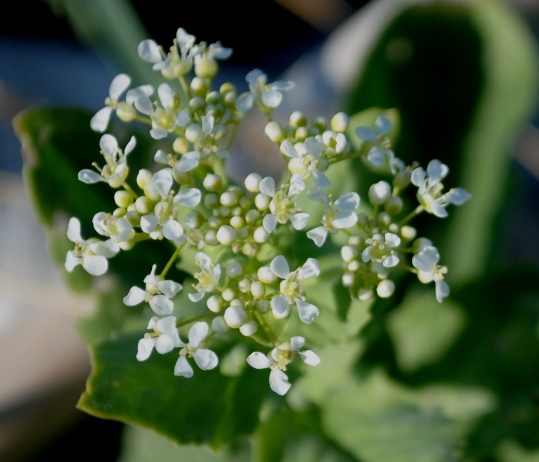 Lepidium draba