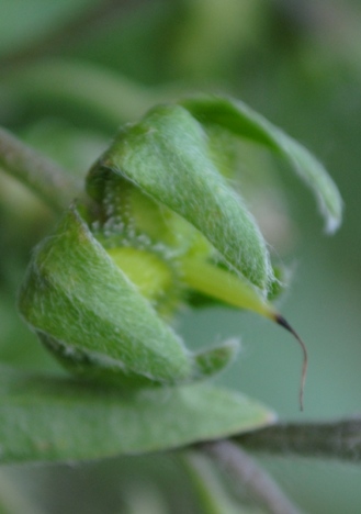 Cynoglossum apenninum (=Solenanthus apenninus) / Lingua di cane apenninica