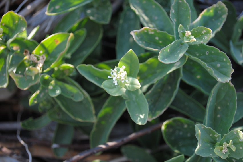 Lepidium draba