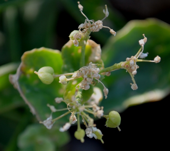 Lepidium draba