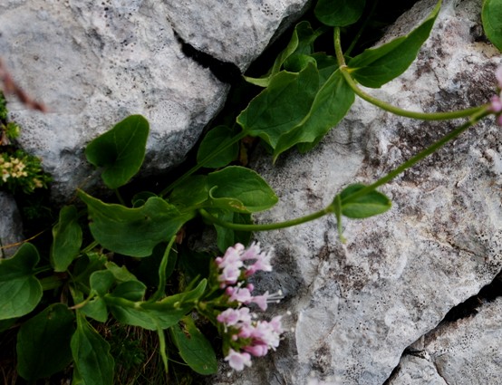 Valeriana montana