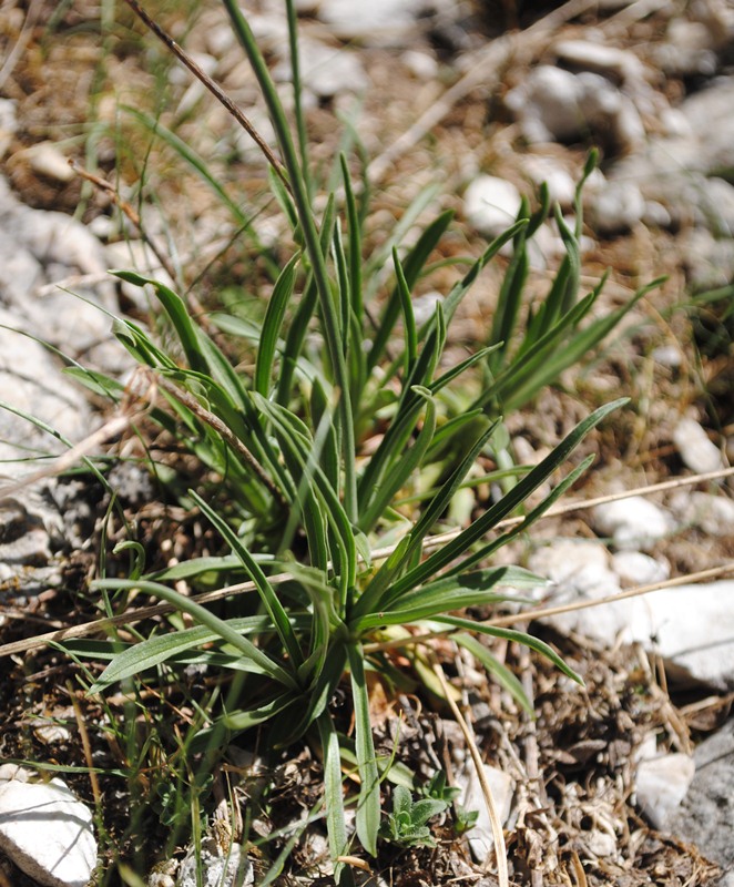 Impossibile - Armeria sp.