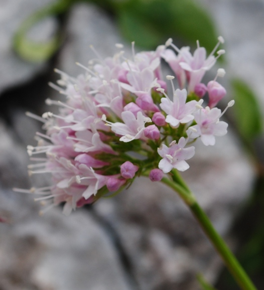 Valeriana montana