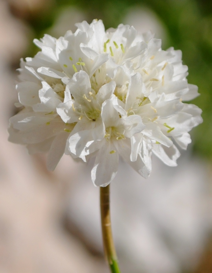 Impossibile - Armeria sp.